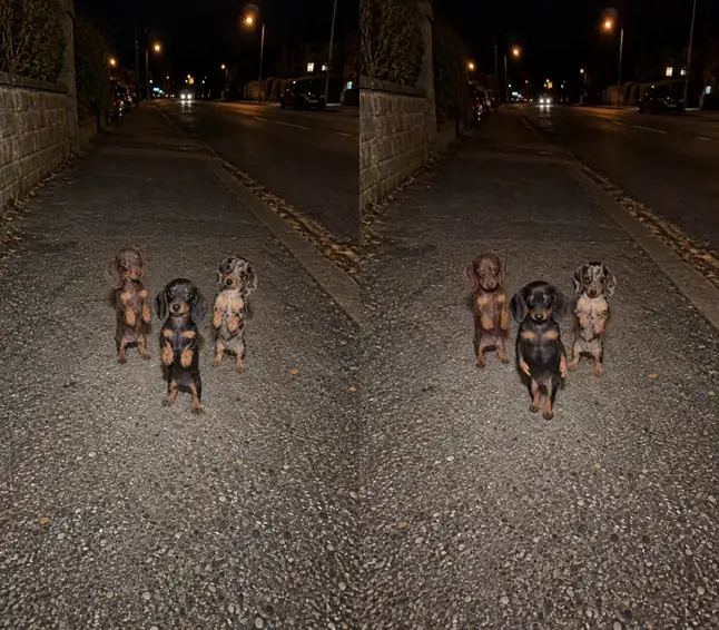 Tres cachorros de perro salchicha bailan en la acera de noche. Imagen original a la izquierda; baile generado a la derecha.